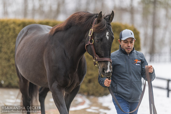 War Dancer at Rockridge Stud, 2025