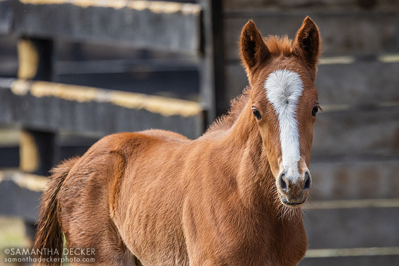 2025 Taiba filly out of Evening Primrose, Thirty Year Farm, Saratoga Springs, NY