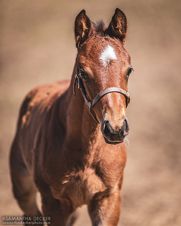 Always Grateful (2022 Always Dreaming - Miss Munnings), Mahoney Eden Manor, Saratoga Springs, NY