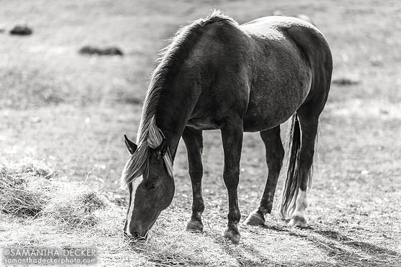Matt the Pony, Equine Advocates, Chatham, NY