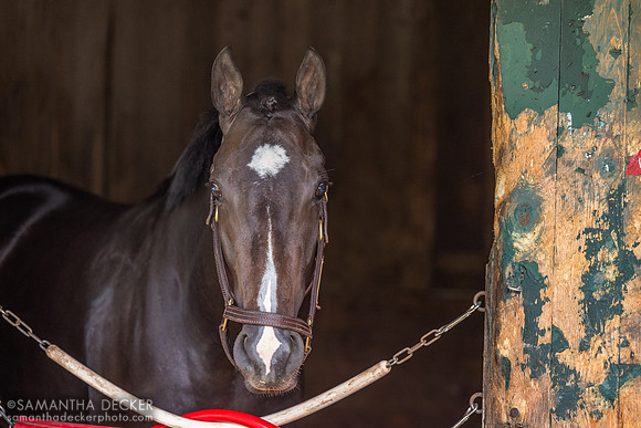 Wonderland, Casse barn