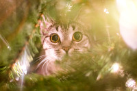 Franny in the Christmas Tree