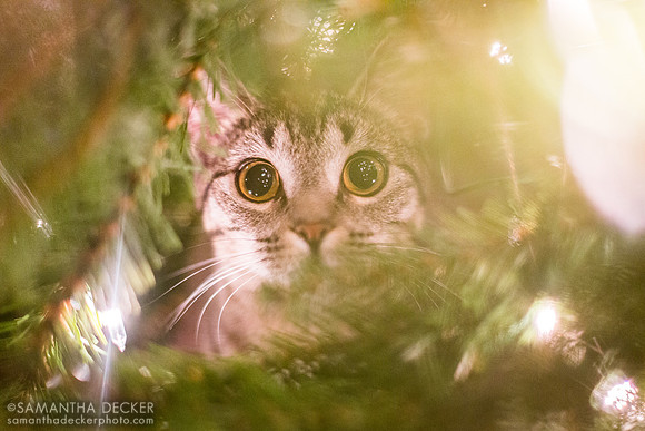Franny in the Christmas Tree