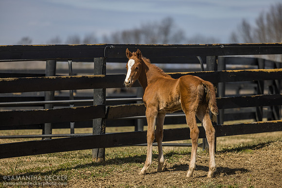 2025 Taiba filly out of Evening Primrose, Thirty Year Farm, Saratoga Springs, NY