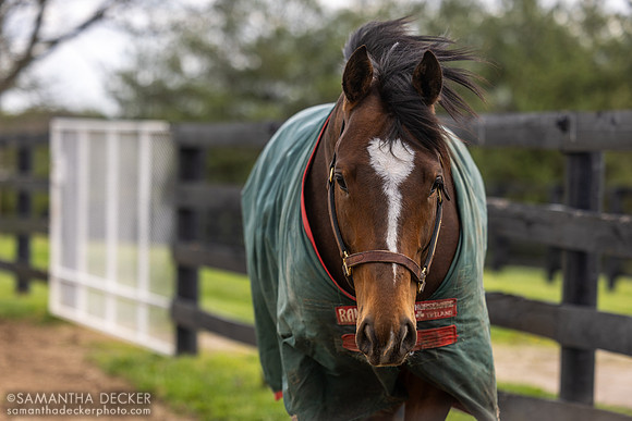 Timberlake, WinStar Farm, Versailles, KY