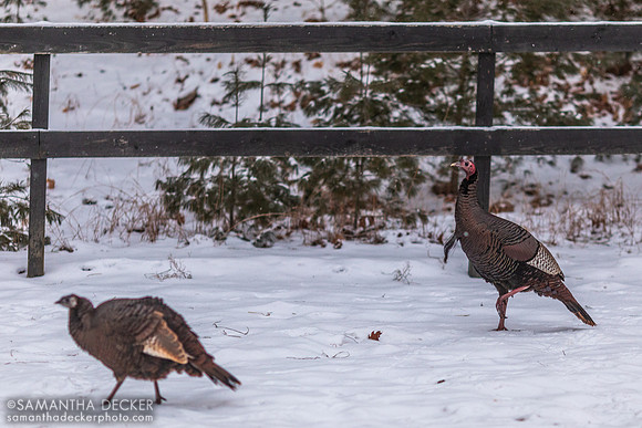 Fowl Friends, Old Friends at Cabin Creek, Greenfield, NY, 2022