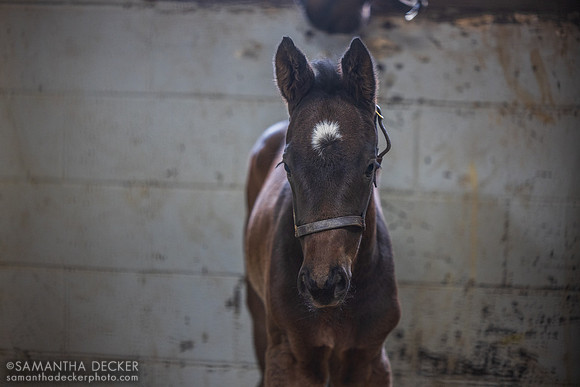 2025 Early Voting - Mangrove filly, Denali Stud, Paris, KY