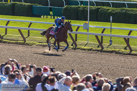 American Pharoah gallops for 30,000 fans, 2015