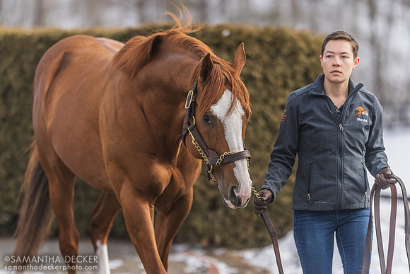 Americanrevolution at Rockridge Stud, 2025