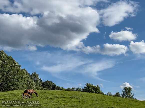 A Beautiful Afternoon at Mahoney Eden Manor