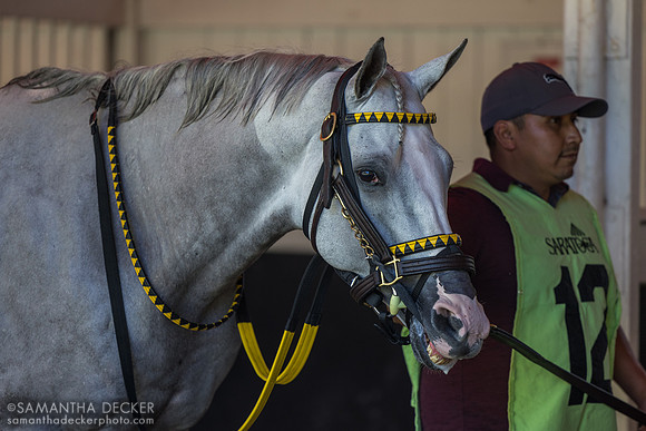 Surveillance, winner of the Troy S.