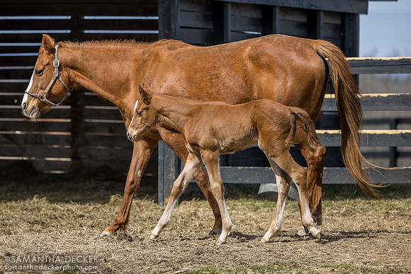 Evening Primrose and her 2025 Taiba filly, Thirty Year Farm, Saratoga Springs, NY