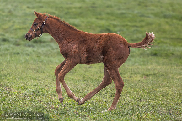 Denali Stud, Paris, KY