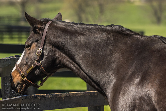 Rachel Alexandra, Stonestreet Farm, Lexington