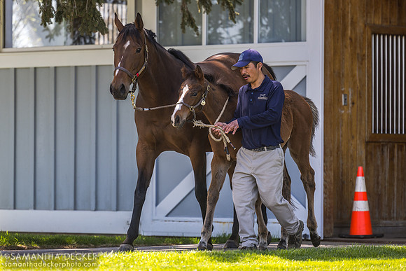 Valadorna and her 2025 Constitution colt, Stonestreet Farm, Lexington