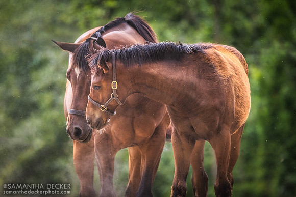 Tea for Two and Her 2022 Omaha Beach Colt, Mahoney Eden Manor, Saratoga Springs, NY