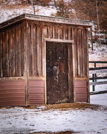 Naughty New Yorker, Old Friends at Cabin Creek, Greenfield, NY, 2022