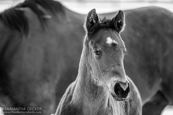 Weekend Hottie 25 (Mind Control colt), Irish Hill Century Farm